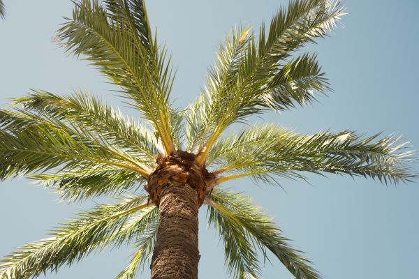 Palm Tree Pruning in Tuscaloosa
