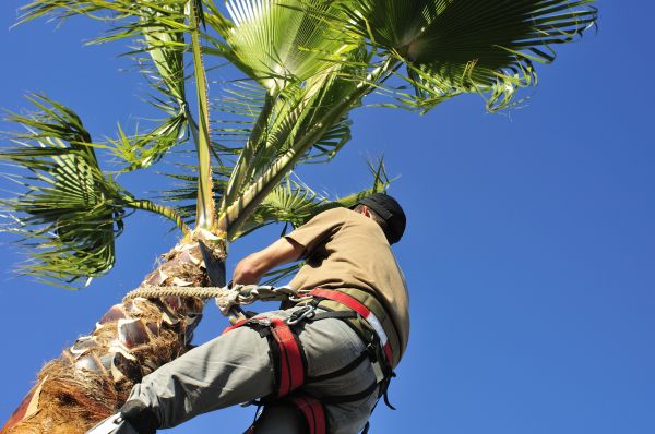 Palm Tree Trimming in Tuscaloosa
