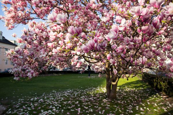 Ornamental Tree Pruning in Tuscaloosa