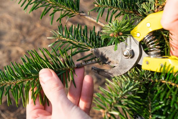 Pine Tree Pruning in Tuscaloosa
