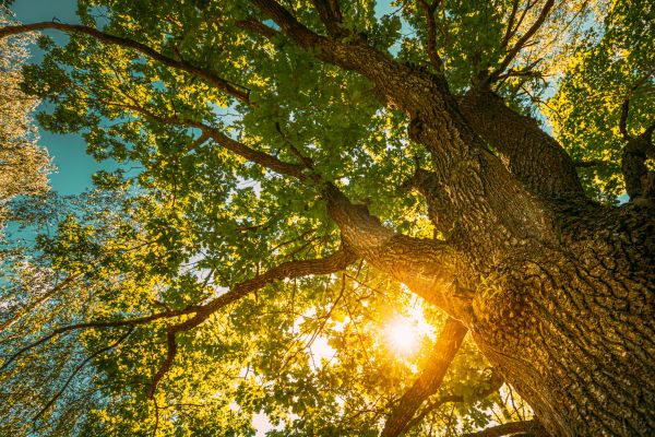 Oak Tree Pruning in Tuscaloosa