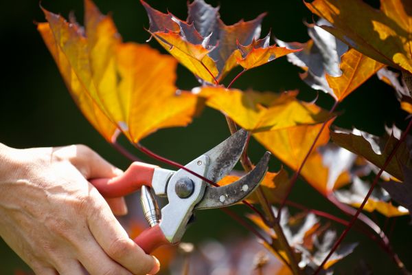Maple Tree Pruning in Tuscaloosa