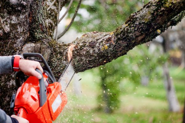 Tree Limbs Removal in Tuscaloosa