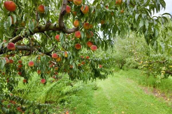 Peach Tree Pruning in Tuscaloosa