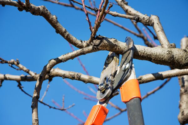 Peach Tree Trimming in Tuscaloosa
