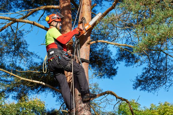 Canopy Pruning in Tuscaloosa