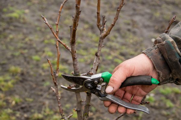Pear Trees Pruning in Tuscaloosa