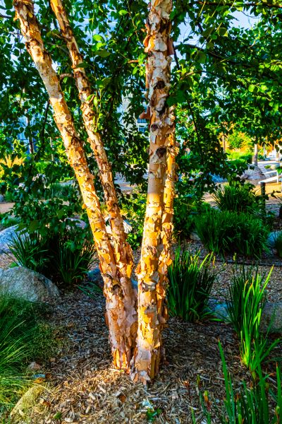 River Birch Trimming in Tuscaloosa