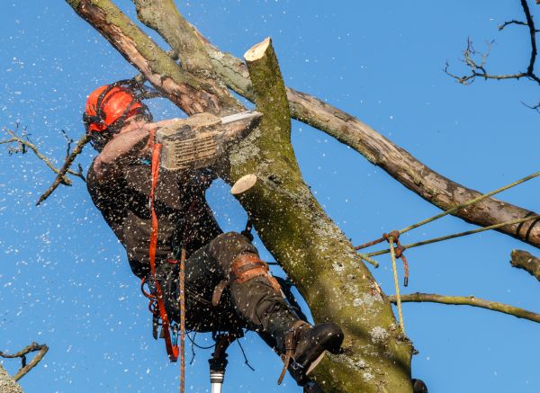 Tree Trimming Service in Tuscaloosa