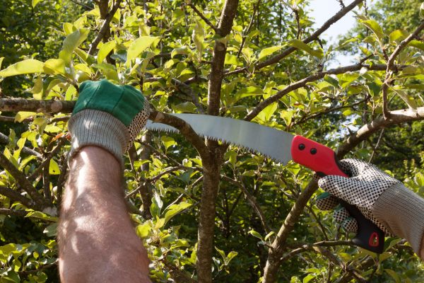 Apple Tree Trimming in Tuscaloosa