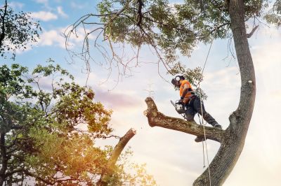 Tree Inspection and Evaluation