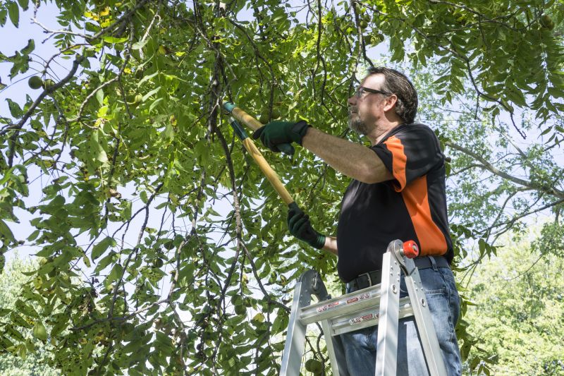 Summer Tree Trimming