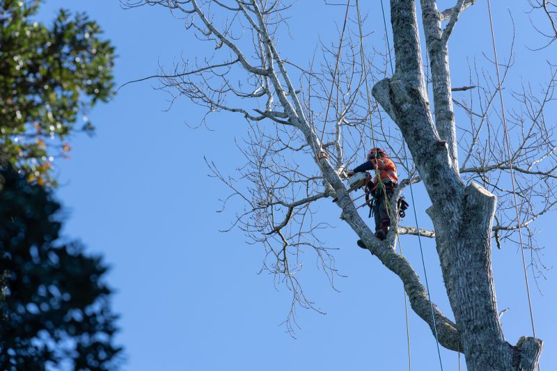 Pruning Mature Trees