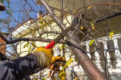 Young Tree Trimming
